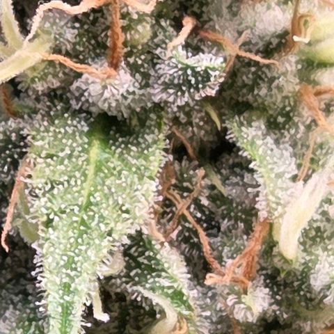 Diesel growlog timeline photo