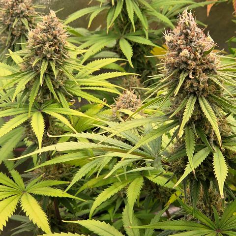Mexican growlog timeline photo