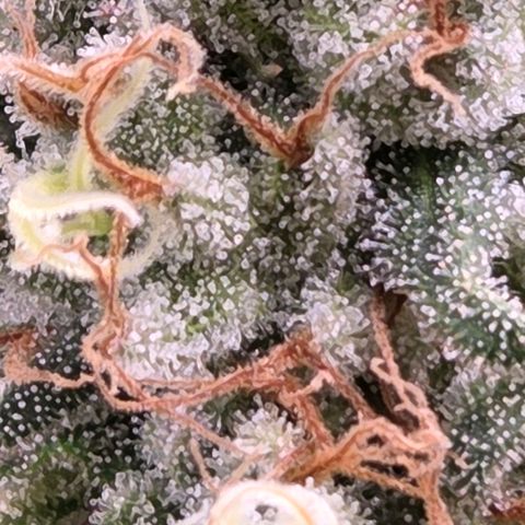 Mexican growlog timeline photo