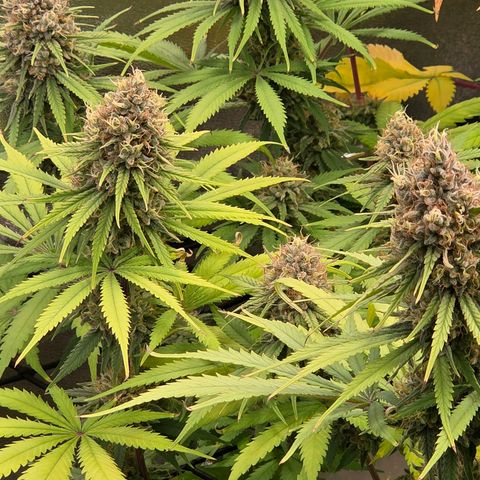Mexican growlog timeline photo