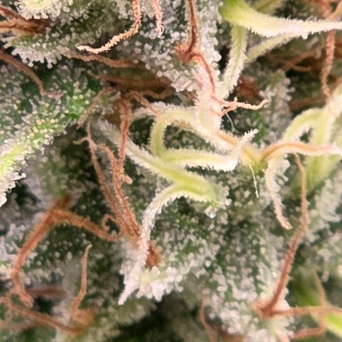 Mexican growlog timeline photo