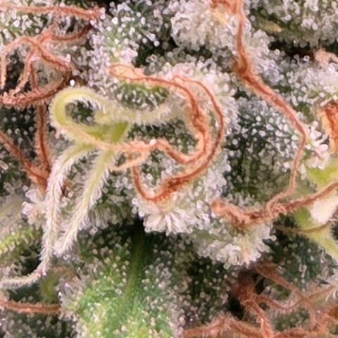 Mexican growlog timeline photo
