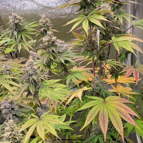 Kalini growlog timeline photo