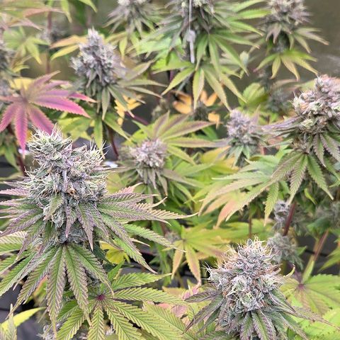 Kalini growlog timeline photo