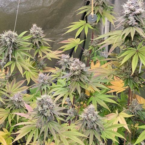 Kalini growlog timeline photo