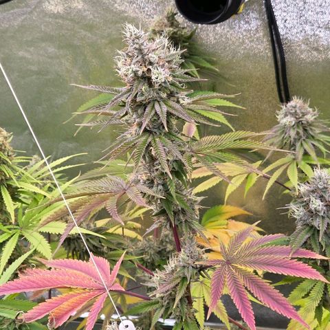 Kalini growlog timeline photo