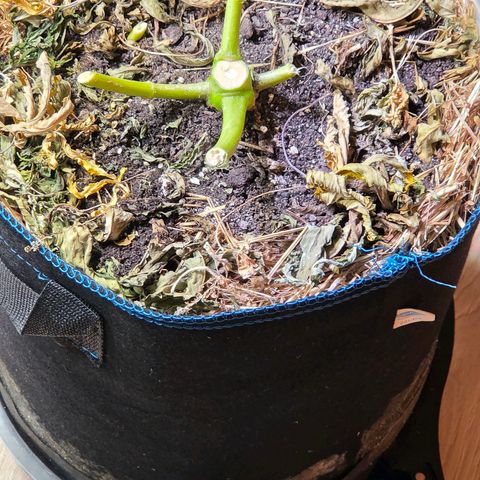 Kalini growlog photo: Na ja , die Wurzelstopper , sprich Rootdisc im Topf u der Rootsock unter dem Topf wirkt nach 1 x Handschruppen u 1 x Waschmaschine definitiv nicht mehr. Aber da hab ich neue 