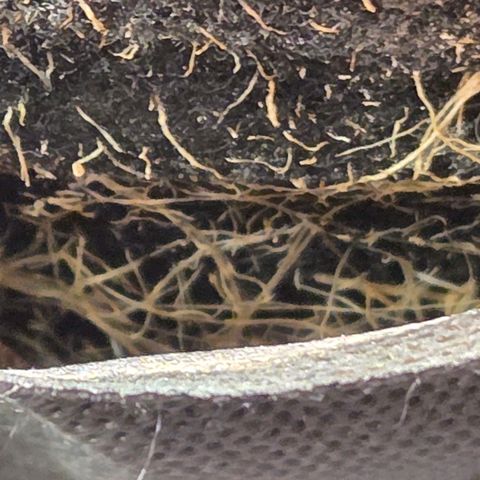 Kalini growlog photo: Na ja , die Wurzelstopper , sprich Rootdisc im Topf u der Rootsock unter dem Topf wirkt nach 1 x Handschruppen u 1 x Waschmaschine definitiv nicht mehr. Aber da hab ich neue 