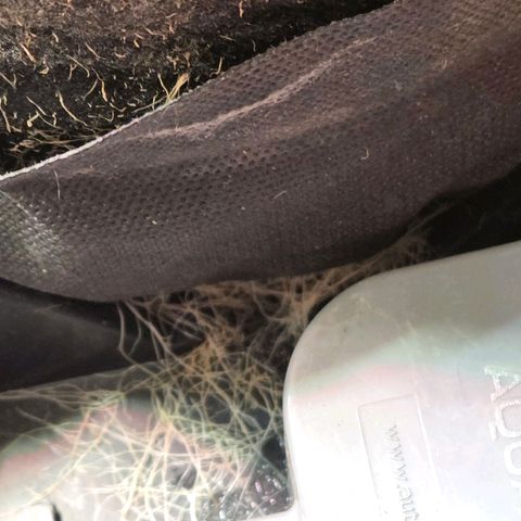 Kalini growlog photo: Na ja , die Wurzelstopper , sprich Rootdisc im Topf u der Rootsock unter dem Topf wirkt nach 1 x Handschruppen u 1 x Waschmaschine definitiv nicht mehr. Aber da hab ich neue 