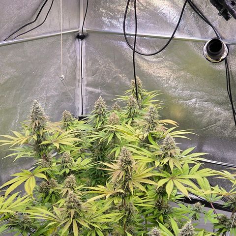 Kalini growlog photo: Ihre Ecke ist leer ! Habe die Gunst genutzt beide Lampen auf gleiche Höhe u 36 cm Abstand zum Rest gebracht
