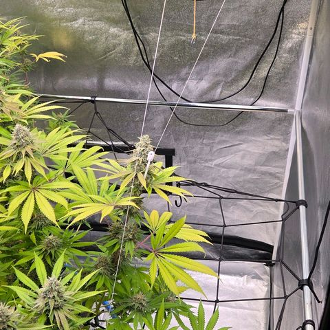 Kalini growlog photo: Ihre Ecke ist leer ! Habe die Gunst genutzt beide Lampen auf gleiche Höhe u 36 cm Abstand zum Rest gebracht