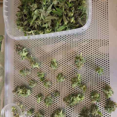 Kalini growlog photo: Alles auf die Trockenbleche gebracht, mit Nass Trimm geht es nun zum Dry Mode.