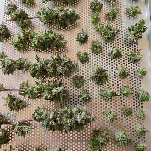 Kalini growlog photo: Alles auf die Trockenbleche gebracht, mit Nass Trimm geht es nun zum Dry Mode.