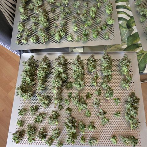 Kalini growlog photo: Alles auf die Trockenbleche gebracht, mit Nass Trimm geht es nun zum Dry Mode.