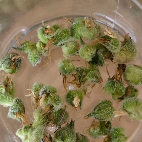 Kalini growlog photo: Es fanden sich einige verdächtig dicke Calypse u 3 -6 Samen. Ob die Calypse noch gefüllt sind mit Samen schaue ich nach der Trocknung. Vertrocknete Bananen gab es auch noch.