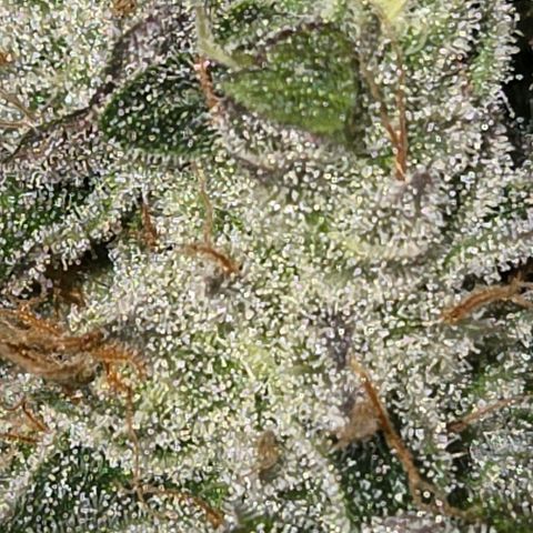 Kalini growlog photo: Trichome hat es reichlich 