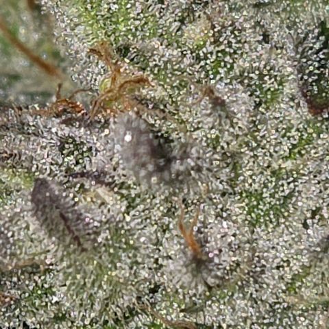 Kalini growlog photo: Trichome hat es reichlich 