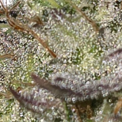 Kalini growlog photo: Trichome hat es reichlich 