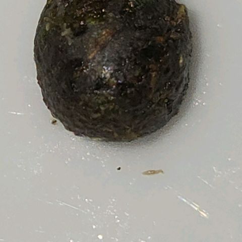 Kalini growlog photo: Ein klitze klein Stückerl
Finger/Scheren Hash.
Hast Hashisch in der Tasche , hast was zu Nasche. Ein Zwitter Hash