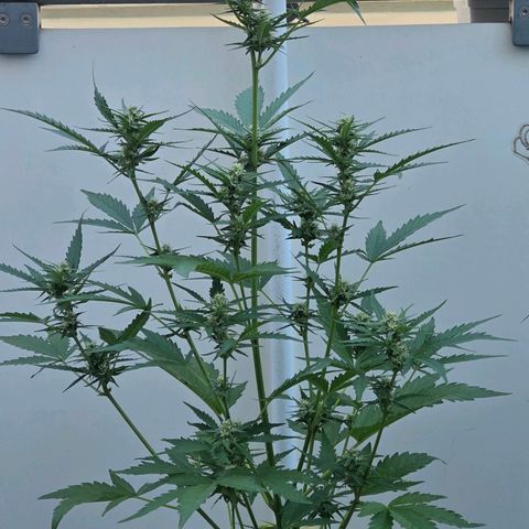Skitti 1 growlog timeline photo