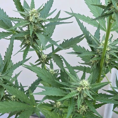 Skitti 1 growlog timeline photo