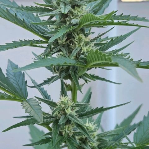 Skitti 1 growlog timeline photo
