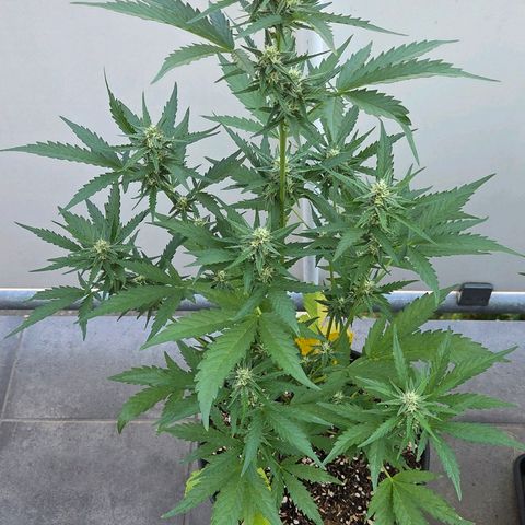 Skitti 1 growlog timeline photo