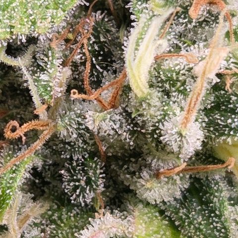 Diesel growlog timeline photo