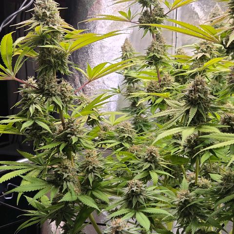 Diesel growlog timeline photo