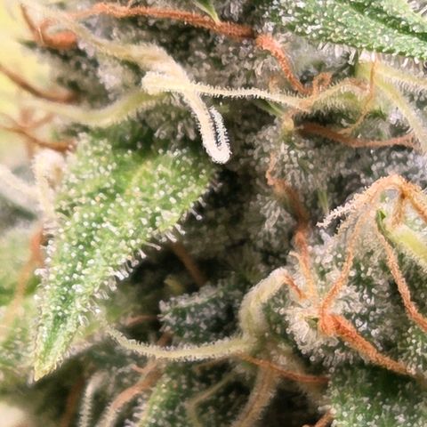 Diesel growlog timeline photo
