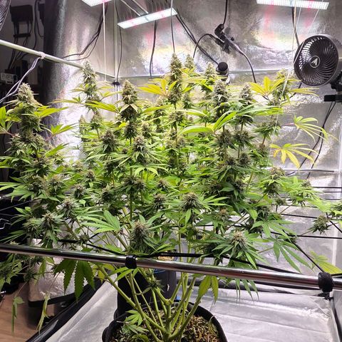 Diesel growlog timeline photo