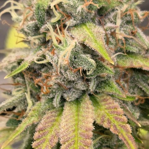 Diesel growlog timeline photo