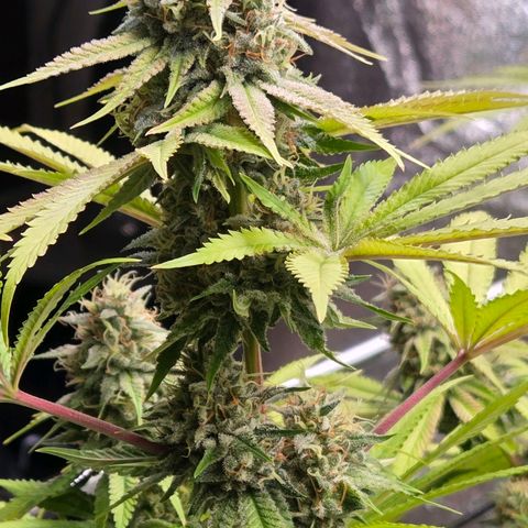 Diesel growlog timeline photo