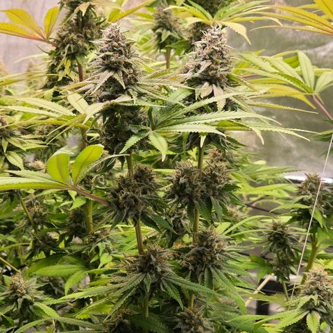 Diesel growlog timeline photo