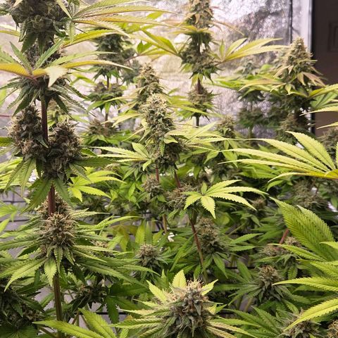 Diesel growlog timeline photo