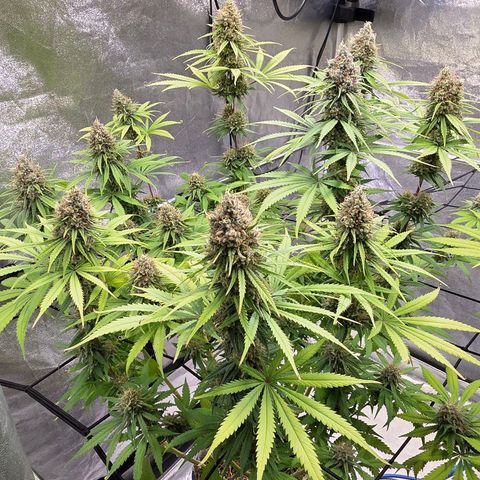 Mexican growlog timeline photo
