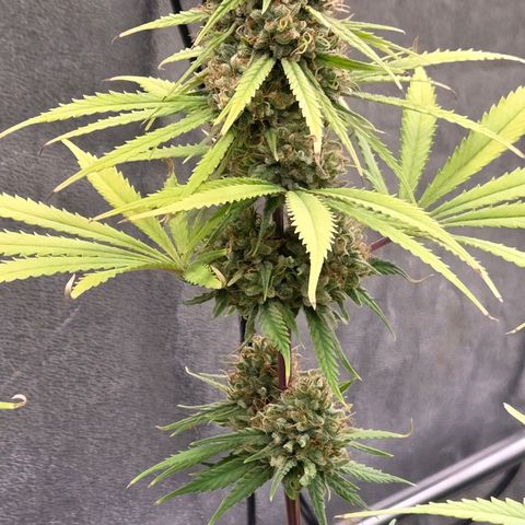 Mexican growlog timeline photo