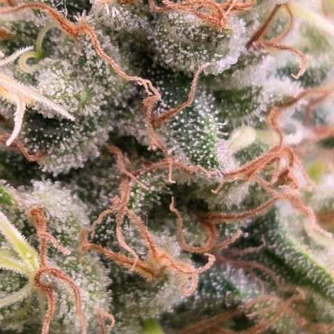 Mexican growlog timeline photo
