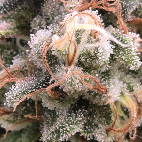 Mexican growlog timeline photo
