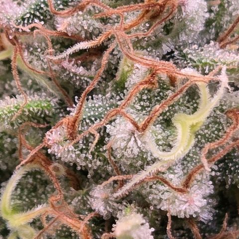 Mexican growlog timeline photo