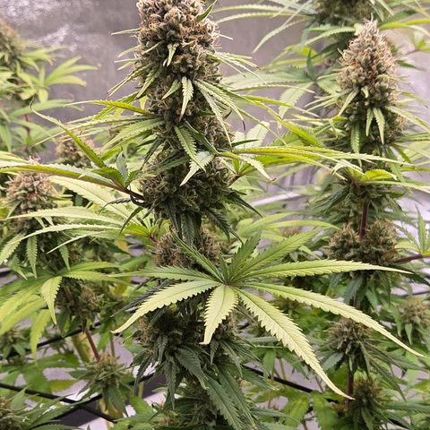 Mexican growlog timeline photo