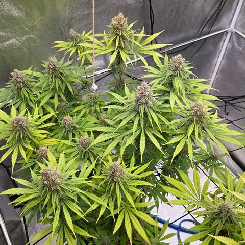 Mexican growlog timeline photo