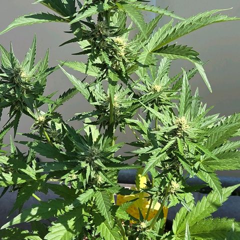 Skitti 1 growlog timeline photo
