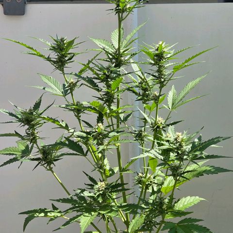 Skitti 1 growlog timeline photo