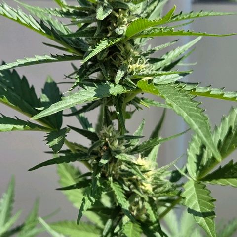 Skitti 1 growlog timeline photo