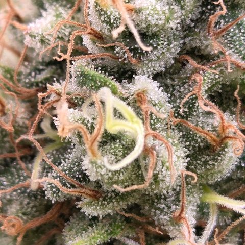 Mexican growlog timeline photo