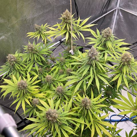 Mexican growlog timeline photo