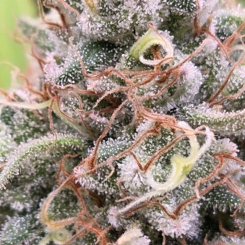 Mexican growlog timeline photo