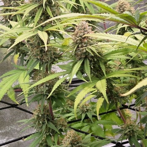 Mexican growlog timeline photo