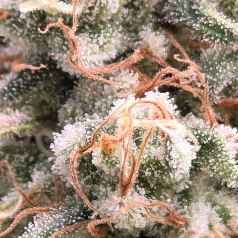 Mexican growlog timeline photo